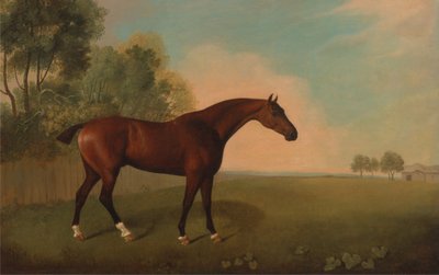 A Bay Horse in a Field by John Boultbee